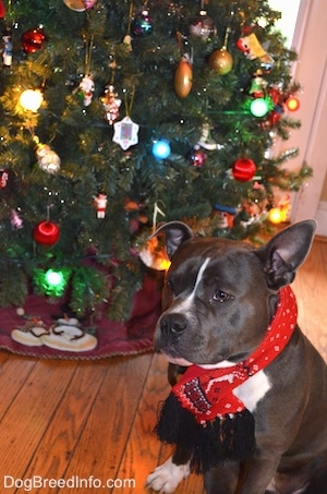 A blue nose American Bully Pit is wearing a scarf around its neck and behind her is a decorated Christmas tree.