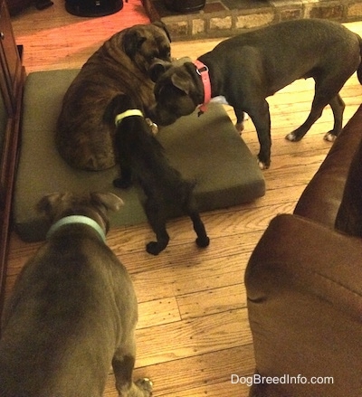 A brown with black and white Boxer is laying on a green pillow. There is a black Labrador/German Shepherd mix puppy inspecting the Boxer. There is a blue nose American Bully Pit and an American Pit Bull Terrier are inspecting the puppy.