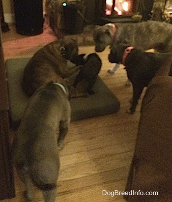 A brown with black and white Boxer, a blue nose Pitbull Terrier, a blue nose American Bully Pit and an American Pit Bull Terrier are beginning to surround the black Labrador/German Shepherd mix puppy.