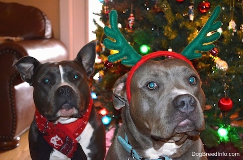 A blue nose American Bully Pit and an American Pit Bull Terrier are standing in front of a christmas tree. The Bully Pit is wearing a scarf and A Pit Bull Terrier is wearing reindeer antlers.
