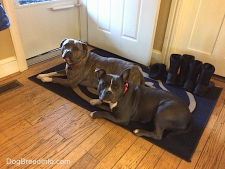A blue nose Pitbull Terrier and a blue nose American Bully Pit are laying on a Penn State University floor mat. There is an open door in front of them.