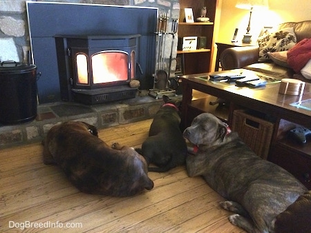 A blue nose Pitbull Terrier, a blue nose American Bully Pit and a brown with black brindle and white Boxer are laying on a hardwood floor around a coffee table and there is a fireplace roaring in front of them.