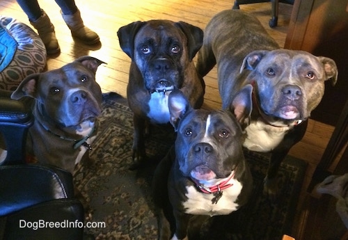 A blue nose American Bully Pit, an American Pit Bull Terrier, a brown with black and white Boxer and a blue nose Pit Bull Terrier are standing and sitting on a rug and they are looking up.