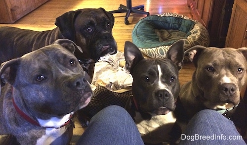 A blue nose American Bully Pit, an American Pit Bull Terrier, a brown with black and white Boxer and a blue nose Pit Bull Terrier are standing and sitting on a rug in front of a person wearing blue jeans who is sitting in a computer chair.