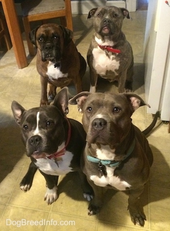 A blue nose American Bully Pit, an American Pit Bull Terrier, a brown with black and white Boxer and a blue nose Pit Bull Terrier are sitting on a tiled floor and they are looking up.