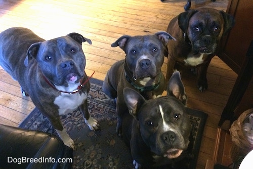 A blue nose American Bully Pit, an American Pit Bull Terrier, a brown with black and white Boxer and a blue nose Pit Bull Terrier are standing and sitting on a rug near a computer chair and they are looking up.
