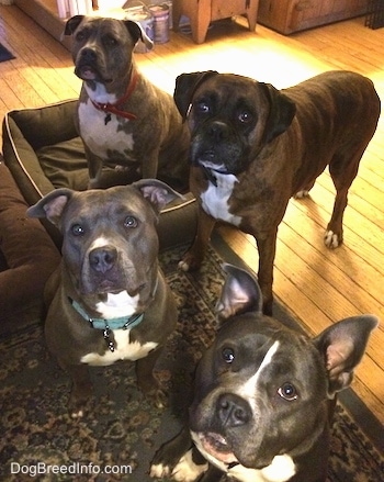 A blue nose American Bully Pit, an American Pit Bull Terrier, a brown with black and white Boxer and a blue nose Pit Bull Terrier are sitting and standing on a carpet and looking up.