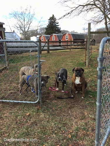 Four dogs are standing and sitting in front of a half open gate.