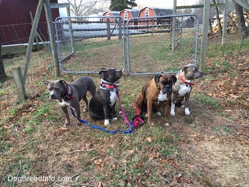 Four dogs are sitting and standing on the opposite side of a metal gate. They are either looking forward or to the right.