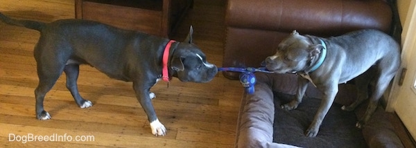 A blue nose American Bully Pit is having a tug of war with an American Pit Bull Terrier.