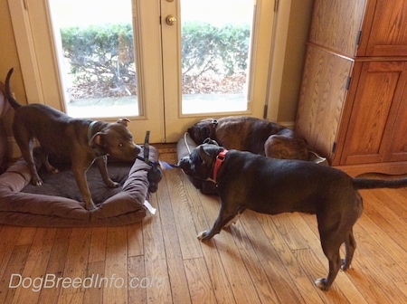 A blue nose American Bully Pit is having a tug of war with an American Pit Bull Terrier, behind them is a brown with black brindle and white Boxer laying on a dog bed.
