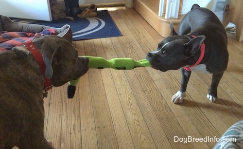 The back of a blue nose American Bully is having a tug of war with an American Pit Bull Terrier.