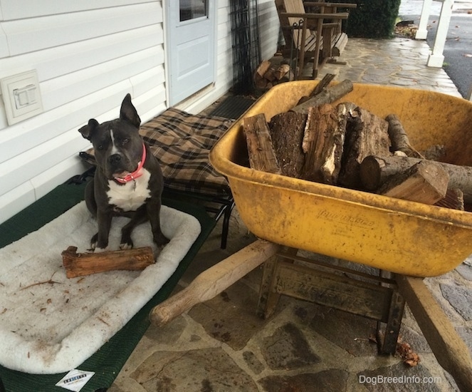 A blue nose American Bully Pit is sitting on a dog bed on a stone porch and there is a log in the dog bed. There is a wheelbarrow full of logs next to her.