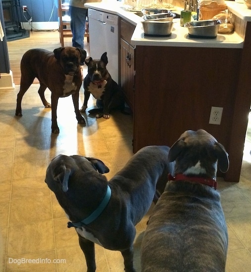 A brown with black and white Boxer and a blue nose American Bully Pit are sitting and standing next to a kitchen island. A blue nose Pit Bull Terrier and a blue nose American Pit Bull Terrier are standing on a tiled floor and they are looking back at the other dogs.