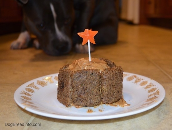 Close up - A Cake with a candle in it on a plate. In the background is a blue nose American Bully Pit with her head on the ground and looking at the plate.