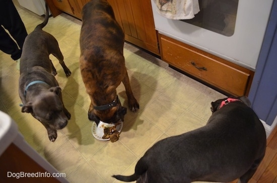 A brown with black and white Boxer is eating cake on a plate. Circling the plate and the Boxer is a blue nose American Bully Pit and a blue nose American Pit Bull Terrier.