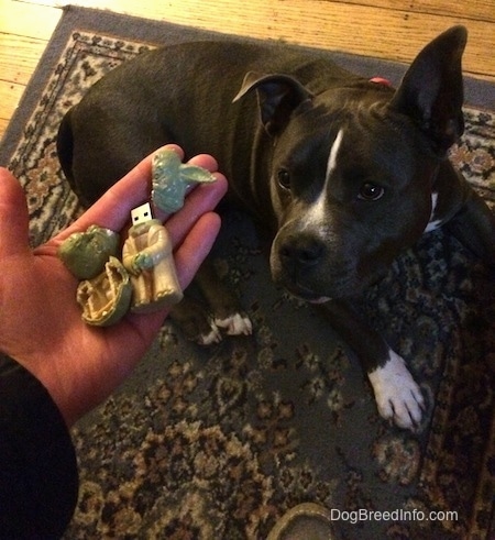 A person is holding a chewed up Yoda USB Stick in there hand. A blue nose American Bully Pit is laying on a rug and she is lifting her head up to look at the chewed up USB.