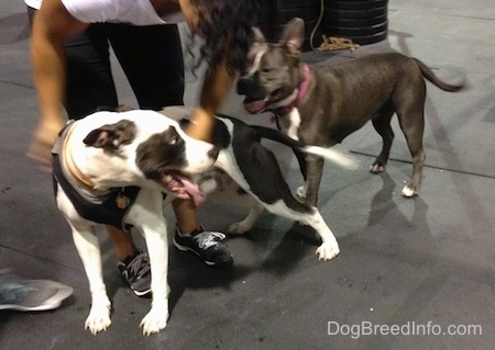 A girl is petting the side of a black and white Frenchie Staffie. Behind her is a blue nose American Bully Pit. They are standing on a rubber surface.