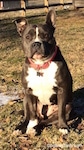 A blue nose American Bully Pit is sitting in a field and she is looking forward. There is a snow amount of snow next to her. She has one of her ears up.