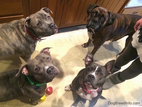 A blue nose American Bully Pit, an American Pit Bull Terrier, a brown with black and white Boxer and a blue nose Pit Bull Terrier are standing and sitting on a tiled floor looking up at the camera. There is a person standing behind them.