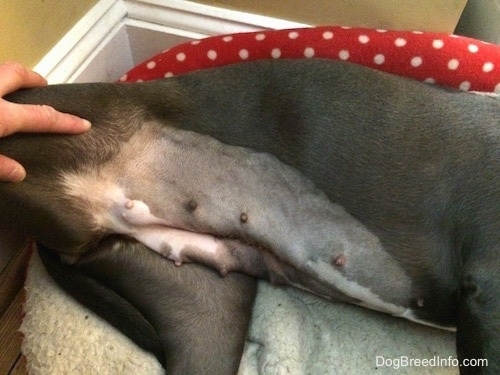 Close up - The stomach of a blue nose American Bully Pit.