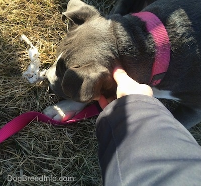 A blue nose American Bully Pit puppy is chewing on a piece of paper in front of her. There is a persons hand touching her head.