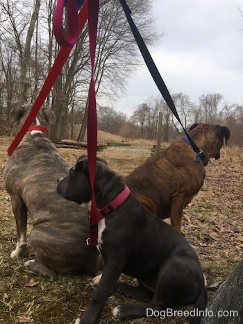 The back of two dogs and a puppy that are on leashes sitting in grass covered in leaves.