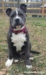 Close up - A blue nose American Bully Pit puppy is sitting is sitting in grass and looking forward. There is a wooden fence behind it.