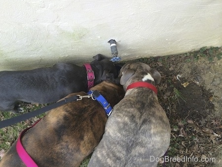 Top down view of two dogs and a puppy drinking water outside out of a water bowl.