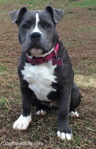 Close up - A wide chested, blue nose American Bully Pit puppy is wearing a hot pink collar sitting in grass and she is looking forward. Her coat is gray with white on her chest, down her snout and on the ends of her paws.