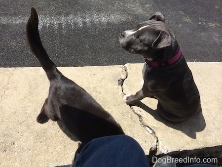 A blue nose American Bully Pit puppy is sitting on a concrete stone wall and walking off of the wall is a black cat.