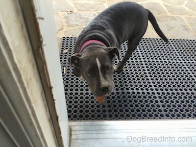 A blue nose American Bully Pit puppy is standing on a rubber mat outside on a stone porch looking in an open doorway to a house and she has a leaf in her mouth.