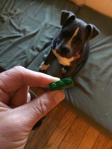 A person is holding a green lego in their hand and a blue nose American Bully Pit puppy is sitting on a green orthopedic dog bed pillow and she is looking at the lego brick.