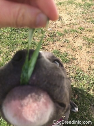 Close up - A blue nose American Bully Pit puppy is sitting in grass with her head up in the air as a human pulls a long blade of grass out of her mouth.