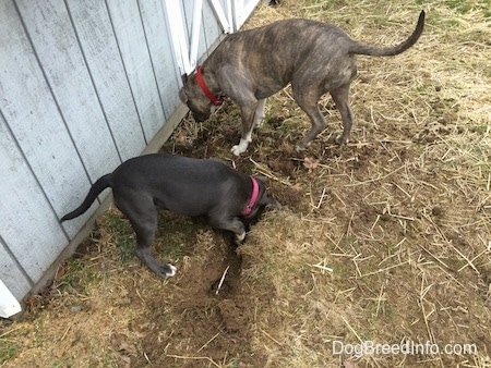 A blue nose American Bully Pit puppy and a blue nose Pit Bull Terrier are digging in grass in front of a gray shed barn.