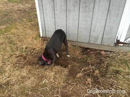 A blue nose American Bully Pit puppy is digging in front of a gray shed.