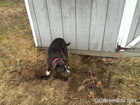A blue nose American Bully Pit puppy is standing in front of a hole and she is looking to the right. She has dirt on her nose.