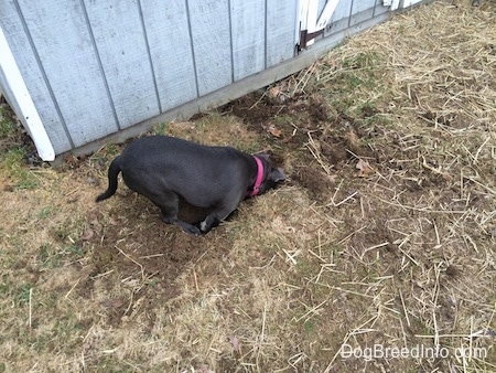 A blue nose American Bully Pit puppy is standing in a freshly dug hole.