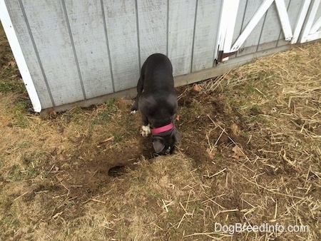 A blue nose American Bully Pit puppy is nosing around in a hole.