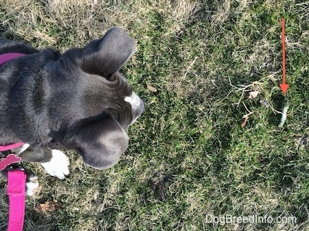 Top down view of a blue nose American Bully Pit puppy standing in grass looking down at goose droppings.