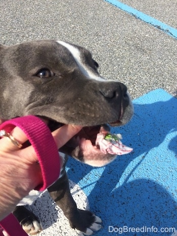 Close up - A blue nose American Bully Pit puppy is standing in a parking lot and chewing on trash. There is a person's hand trying to get the trash out of her mouth.