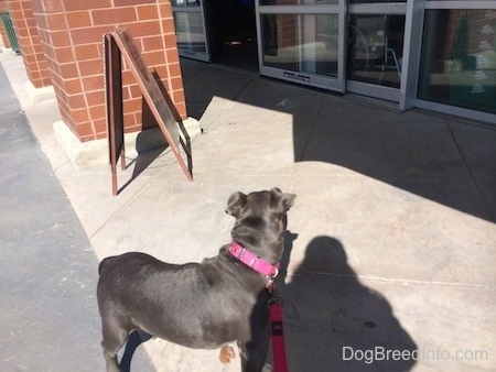 The right side of a blue nose American Bully Pit puppy watching an automatic door open.