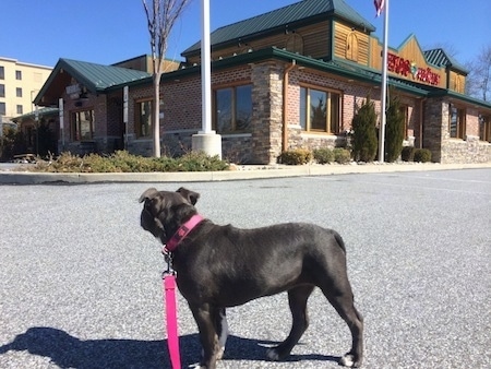 The left side of a blue nose American Bully Pit puppy is standing on a blacktop surface. There is a Texas Roadhouse steak restaurant in the background.