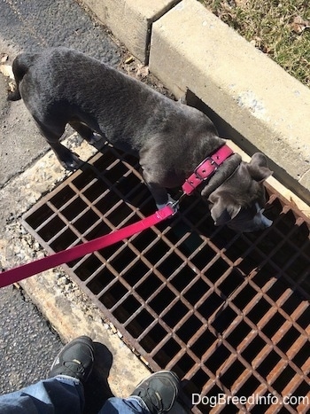 A blue nose American Bully Pit puppy is standing on a storm grate in the street.