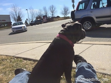 A blue nose American Bully Pit puppy is sitting in grass and in between a persons leg watching the cars on the road drive by.