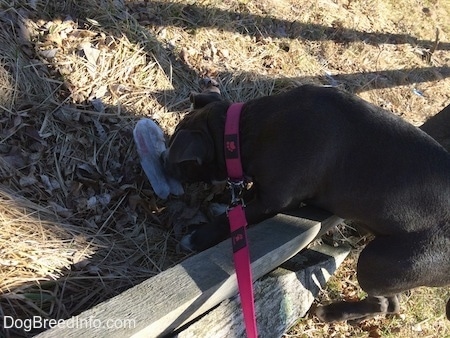 A blue nose American Bully Pit puppy is standing over a wooden fence and digging at a plastic bottle.