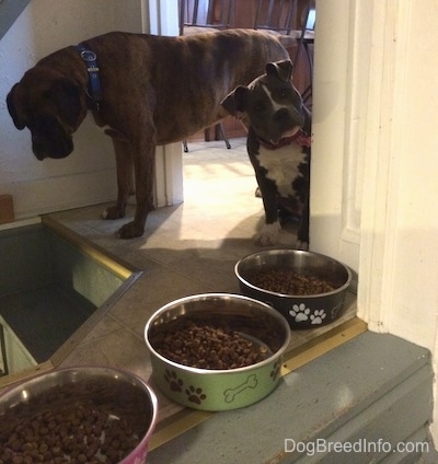 A brown with black and white Boxer is looking down a staircase. A blue nose American Bully Pit is looking forward and her head is tilted to the right. There are three bowls filled with dog food on the top of a step next to them.