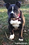 Close up - A blue nose American Bully Pit puppy is sitting in grass and she is looking forward. There are sticks around it.