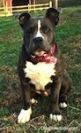 Close up - A blue nose American Bully Pit puppy is sitting in grass and looking forward. Her right ear is lifted up and the right one is slightly flopped over.