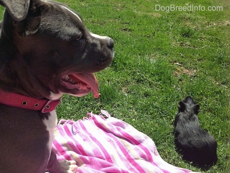 A blue nose American Bully Pit puppy is sitting on a purple and pink towel looking to the right. Its mouth is open and tongue is out. There is a black guinea pig to the right of the puppy.